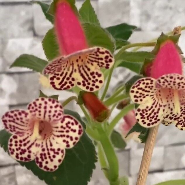 Özel Tür Rf's 3 Kohleria Çiçeği Fidesi Kohleria Japon Küpelisi Çiçeği Fidesi (Mini Potta)