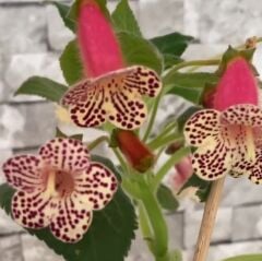 Özel Tür Rf's 3 Kohleria Çiçeği Fidesi Kohleria Japon Küpelisi Çiçeği Fidesi (Mini Potta)