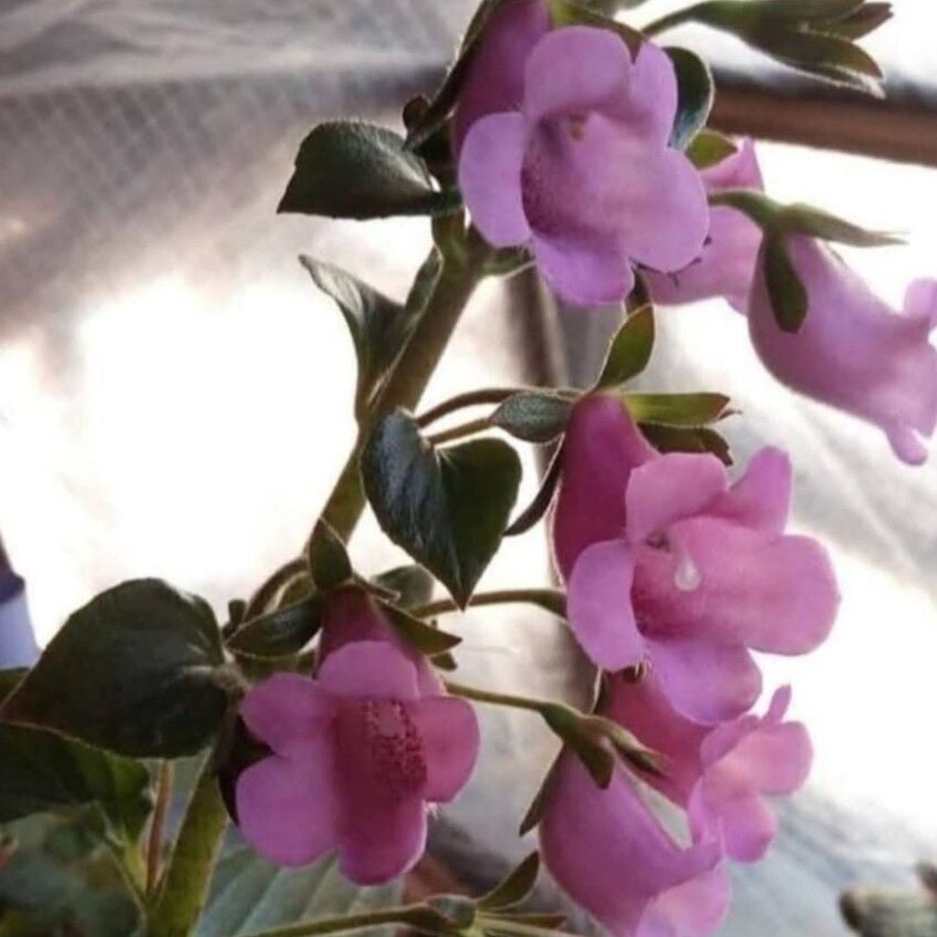 Özel Tür X Gloximannia Arion Kohleria Çiçeği Fidesi Kohleria Japon Küpelisi Çiçeği Fidesi (Mini Potta)