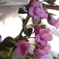 Özel Tür X Gloximannia Arion Kohleria Çiçeği Fidesi Kohleria Japon Küpelisi Çiçeği Fidesi (Mini Potta)