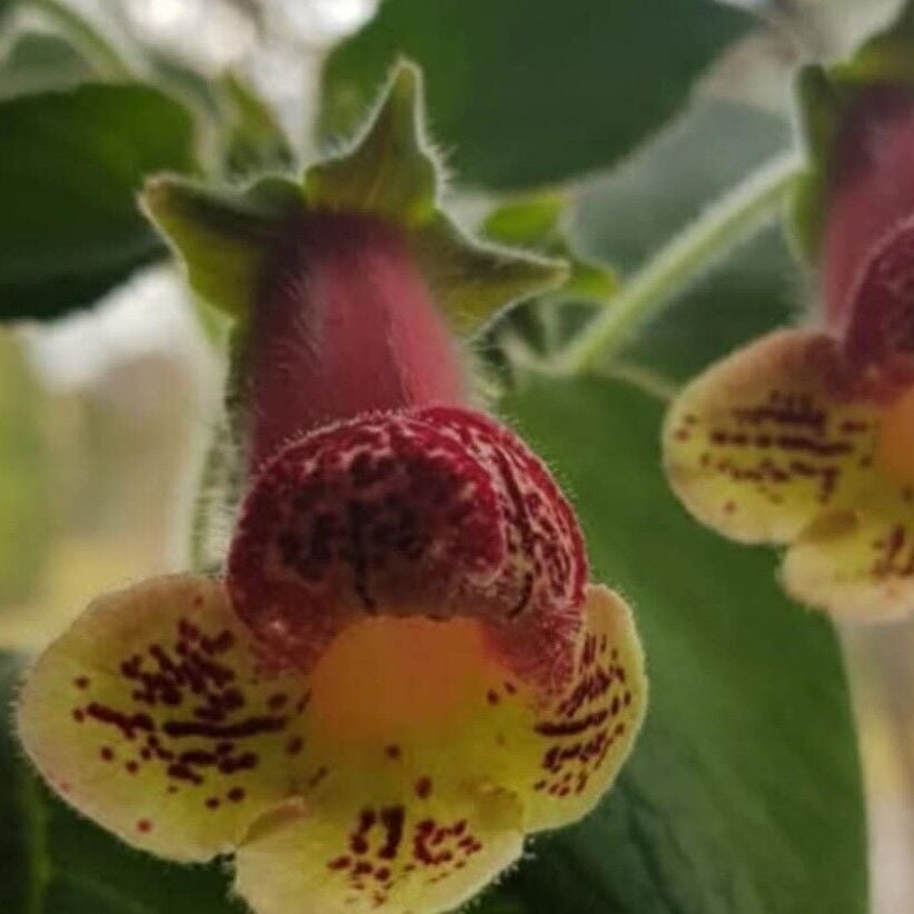 Özel Tür Yf's Kitty Kohleria Japon Küpelisi Çiçeği Fidesi (Mini Potta)