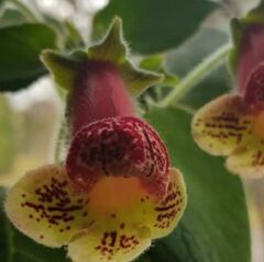 Özel Tür Yf's Kitty Kohleria Japon Küpelisi Çiçeği Fidesi (Mini Potta)