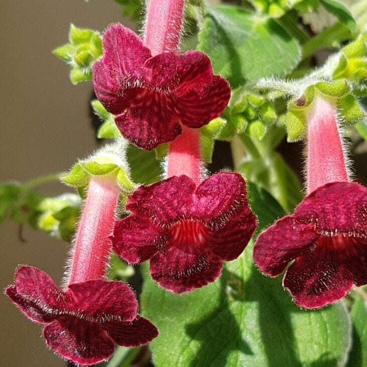 Özel Tür Ni's Miilred Kohleria Çiçeği Fidesii (Mini Potta)