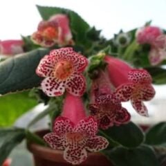 Özel Tür Lys Freckles Beauty Kohleria Çiçeği Fidesii (Mini Potta)