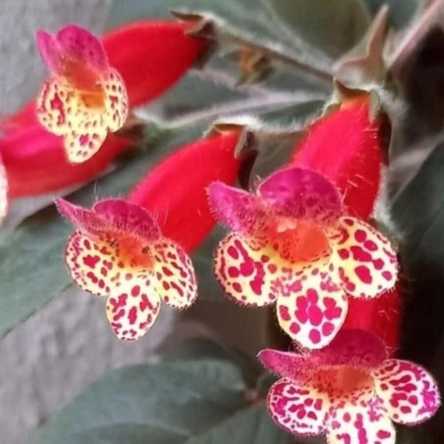 Özel Tür Multiflora Kohleria Japon Küpelisi Çiçeği Fidesi (Mini Potta)