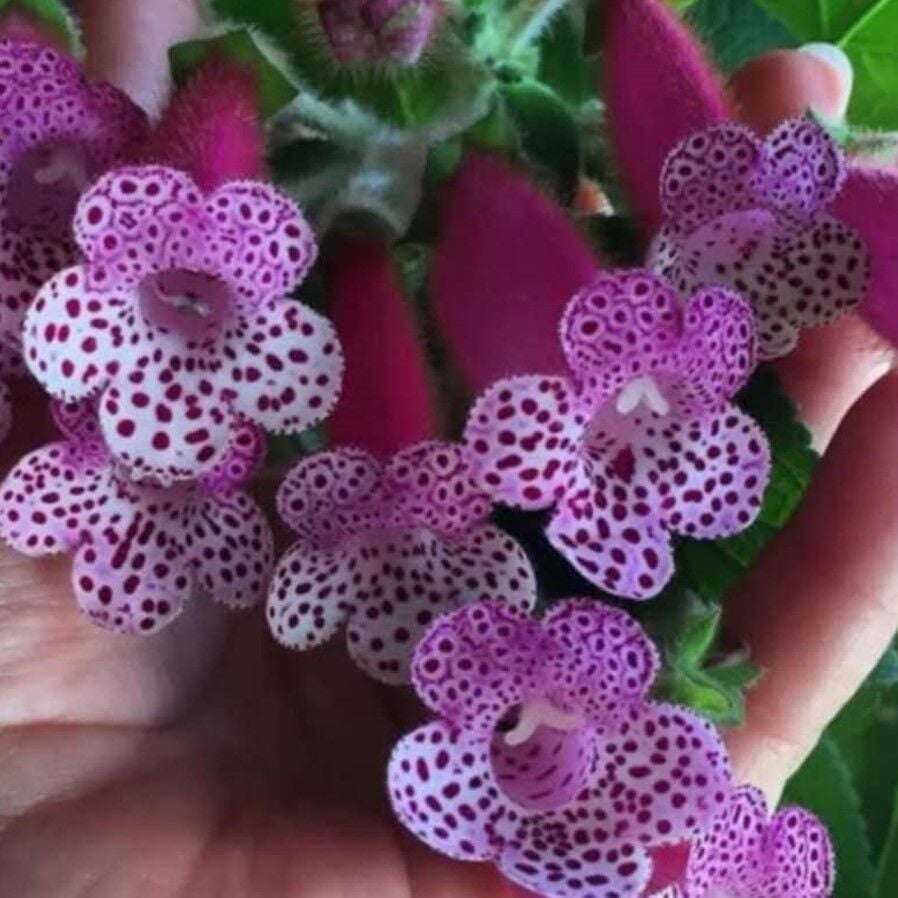 Özel Tür Bts Maggie Kohleria Japon Küpelisi Çiçeği Fidesi (Mini Potta)