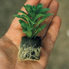 İri Çiçekli Katmerli Power White Lilac Yıldız Dahlia Çiçeği Fidesi (10 Fide)