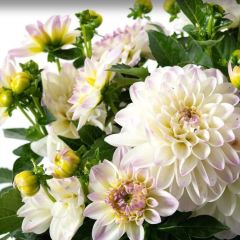 İri Çiçekli Katmerli Power White Lilac Yıldız Dahlia Çiçeği Fidesi (10 Fide)