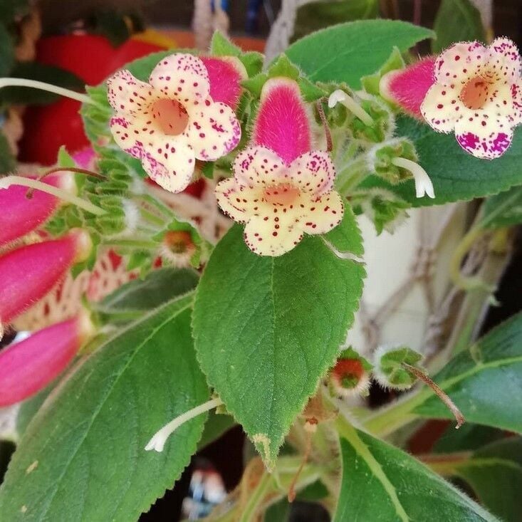 Özel Tür Yf's Lysia Kohleria Japon Küpelisi Çiçeği Fidesi (Mini Potta)