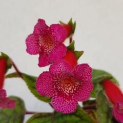 Özel Tür Yf's Liv Kohleria Japon Küpelisi Çiçeği Fidesi (Mini Potta)