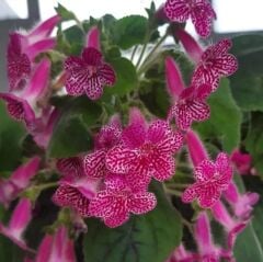 Özel Tür Rongo Kohleria Japon Küpelisi Çiçeği Fidesi (Mini Potta)