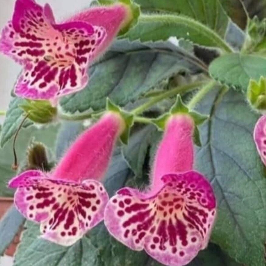 Özel Tür Yf's Dance Kohleria Japon Küpelisi Çiçeği Fidesi (Mini Potta)