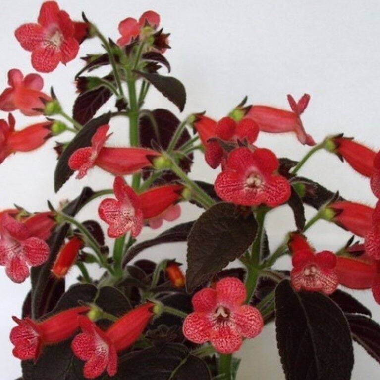 Özel Tür Dark Shadow Kohleria Japon Küpelisi Çiçeği Fidesi (Mini Potta)