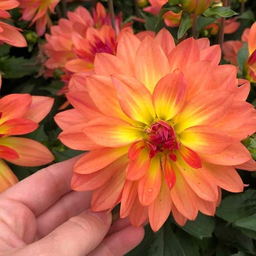 İri Çiçekli Katmerli Power Yellow Orange  Yıldız Dahlia Çiçeği Fidesi (10 Fide)