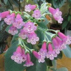 Özel Tür Thads Uncle Ron Kohleria Japon Küpelisi Çiçeği Fidesi (Mini Potta)