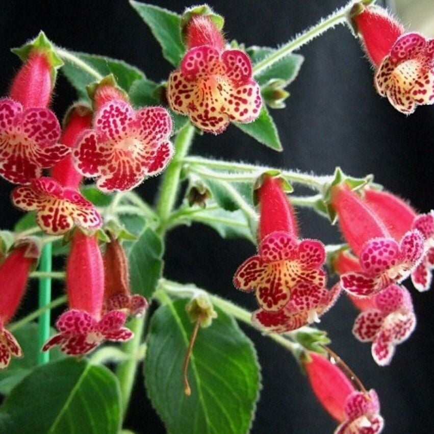 Özel Tür Lucifer Kohleria Japon Küpelisi Çiçeği Fidesi (Mini Potta)