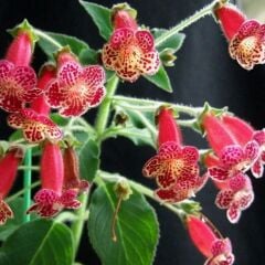 Özel Tür Lucifer Kohleria Japon Küpelisi Çiçeği Fidesi (Mini Potta)