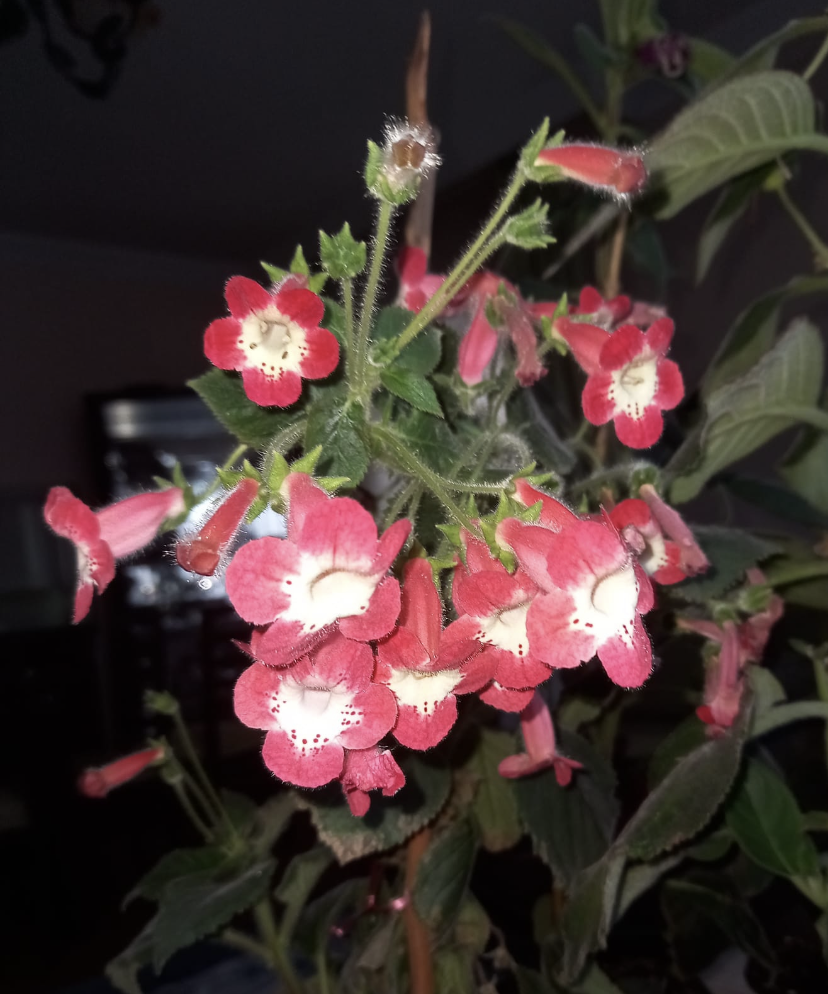 Özel Tür Nis Lima  Kohleria Japon Küpelisi Çiçeği Fidesi (Mini Saksıda)