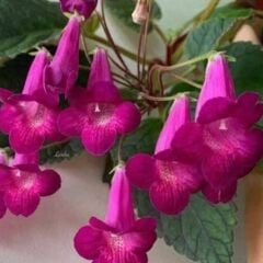 Özel Tür X Smithicodonia Joy Kohleria Japon Küpelisi Çiçeği Fidesi (Mini Potta)