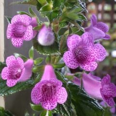 Özel Tür X Gloximannia She Dancing Kohleria Çiçeği Fidesi Kohleria Japon Küpelisi Çiçeği Fidesi (Mini Potta)