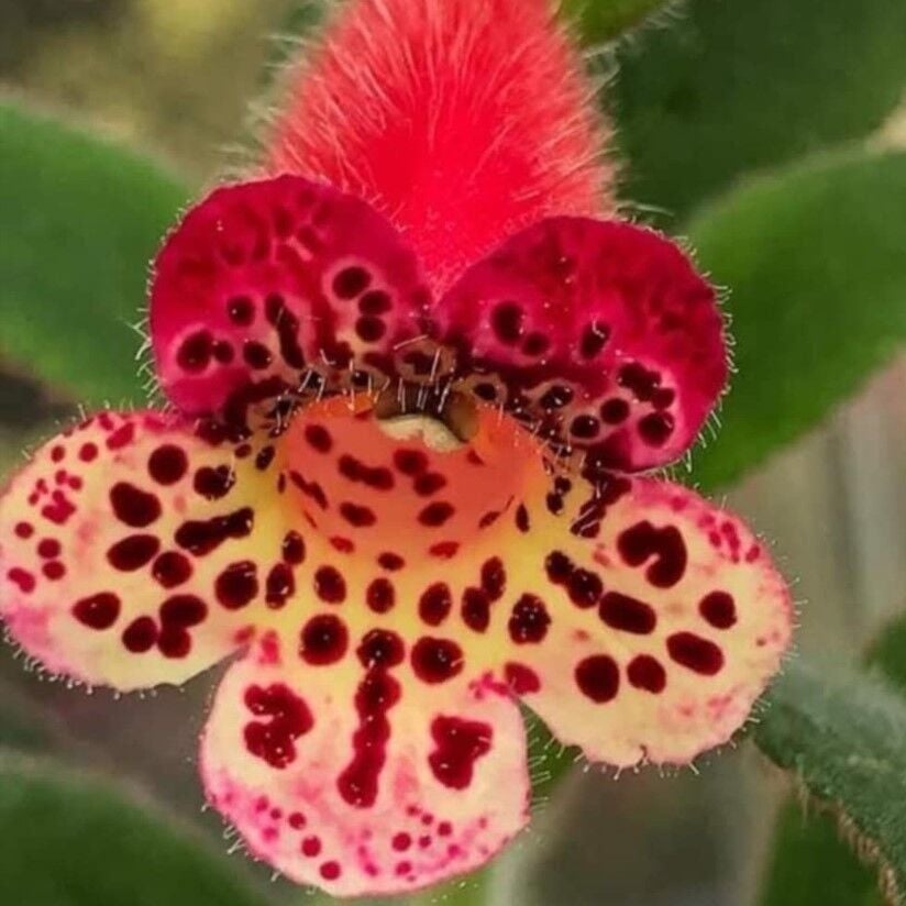 Özel Tür Srg's Black Jack Kohleria Japon Küpelisi Çiçeği Fidesi (Mini Potta)