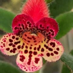 Özel Tür Srg's Black Jack Kohleria Japon Küpelisi Çiçeği Fidesi (Mini Potta)