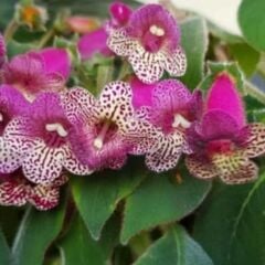 Özel Tür Srg's Bitter Chocolate  Kohleria Japon Küpelisi Çiçeği Fidesi (Mini Potta)