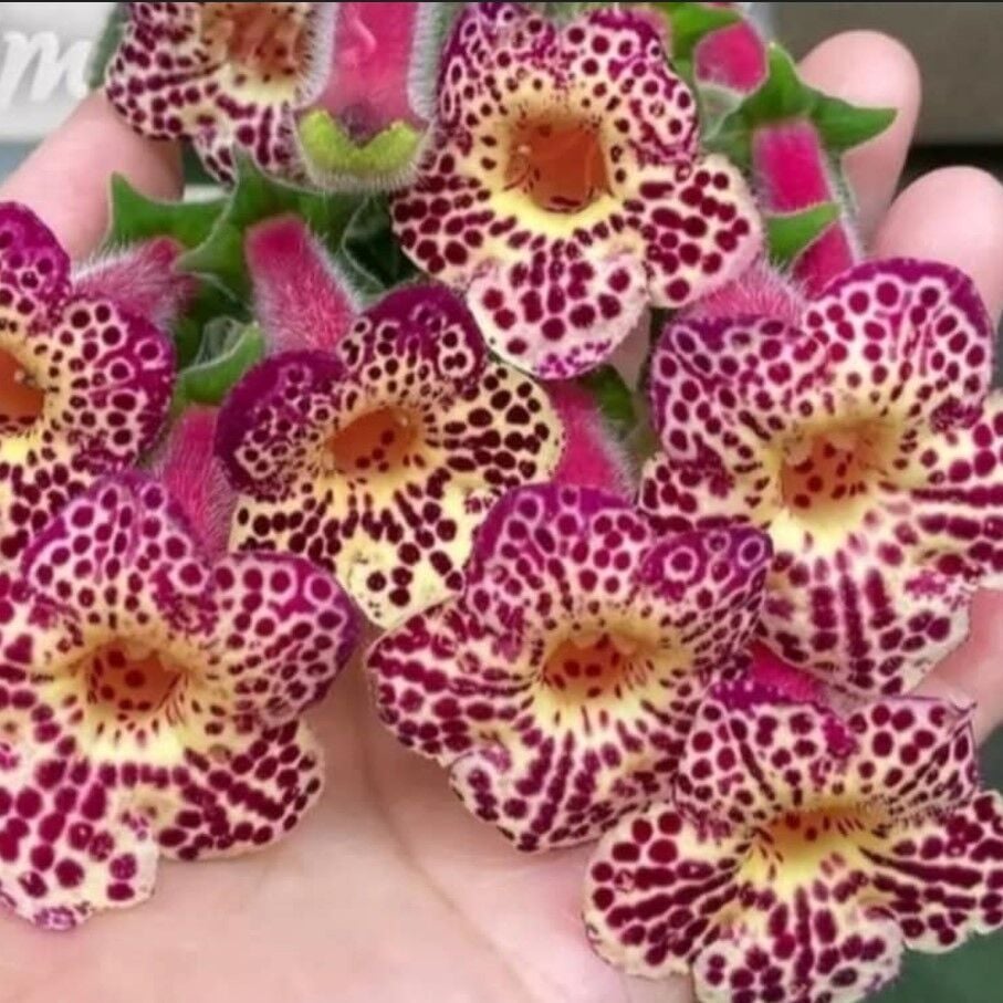 Özel Tür Ni's Whence Kohleria Japon Küpelisi Çiçeği Fidesi (Mini Potta)