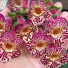 Özel Tür Ni's Whence Kohleria Japon Küpelisi Çiçeği Fidesi (Mini Potta)