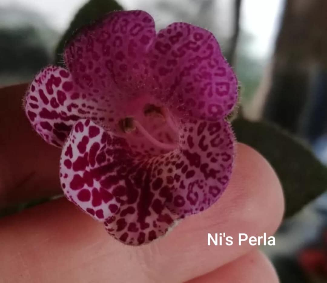 Özel Tür Ni's Perla Kohleria Japon Küpelisi Çiçeği Fidesi (Mini Potta)