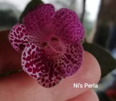 Özel Tür Ni's Perla Kohleria Japon Küpelisi Çiçeği Fidesi (Mini Potta)