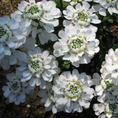 Rocket Candytuft İberis Çiçeği Tohumu (100 tohum)