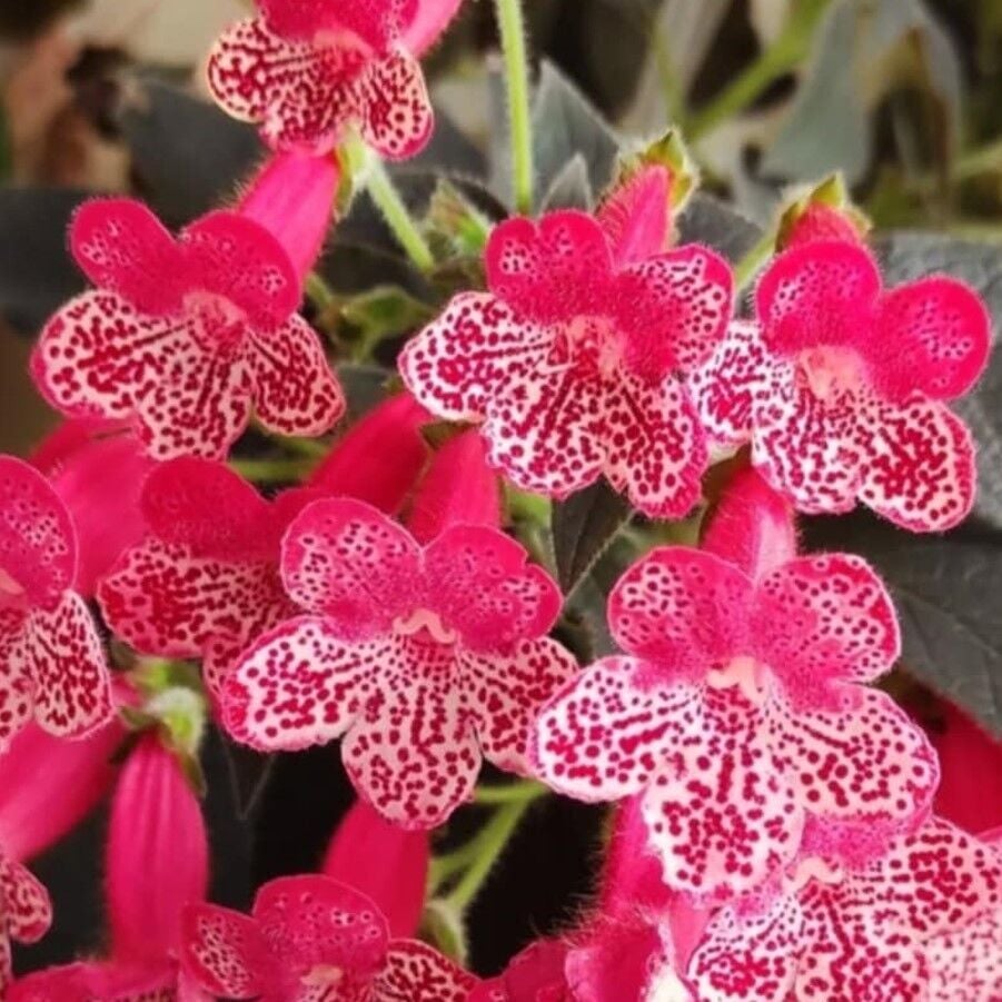 Özel Tür Quen Victor Kohleria Japon Küpelisi Çiçeği Fidesi (Mini Potta)