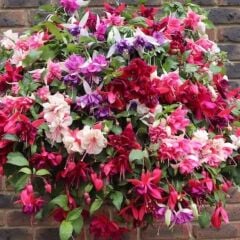 Sarkıcı XXL Çiçekli Fuchusia Karışık Küpe Çiçeği Fidesi (20 Adet)