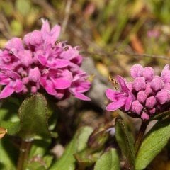 Lila Renkli Plectritis Çiçeği Tohumu (100 tohum)