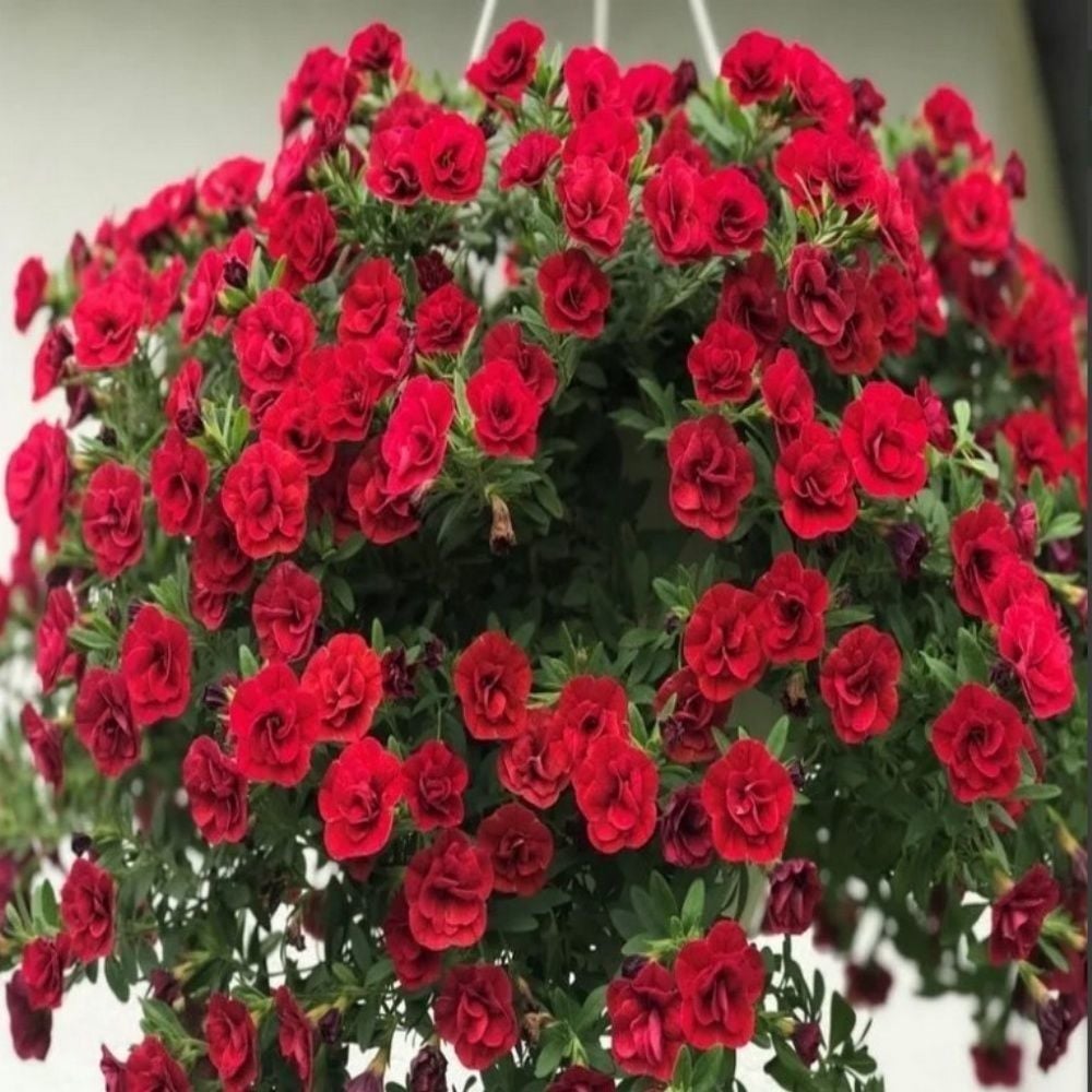 Calita Katmerli Double Red Milyonlar Çanı Calibrochoa Çiçeği Fidesi (10 Fide)