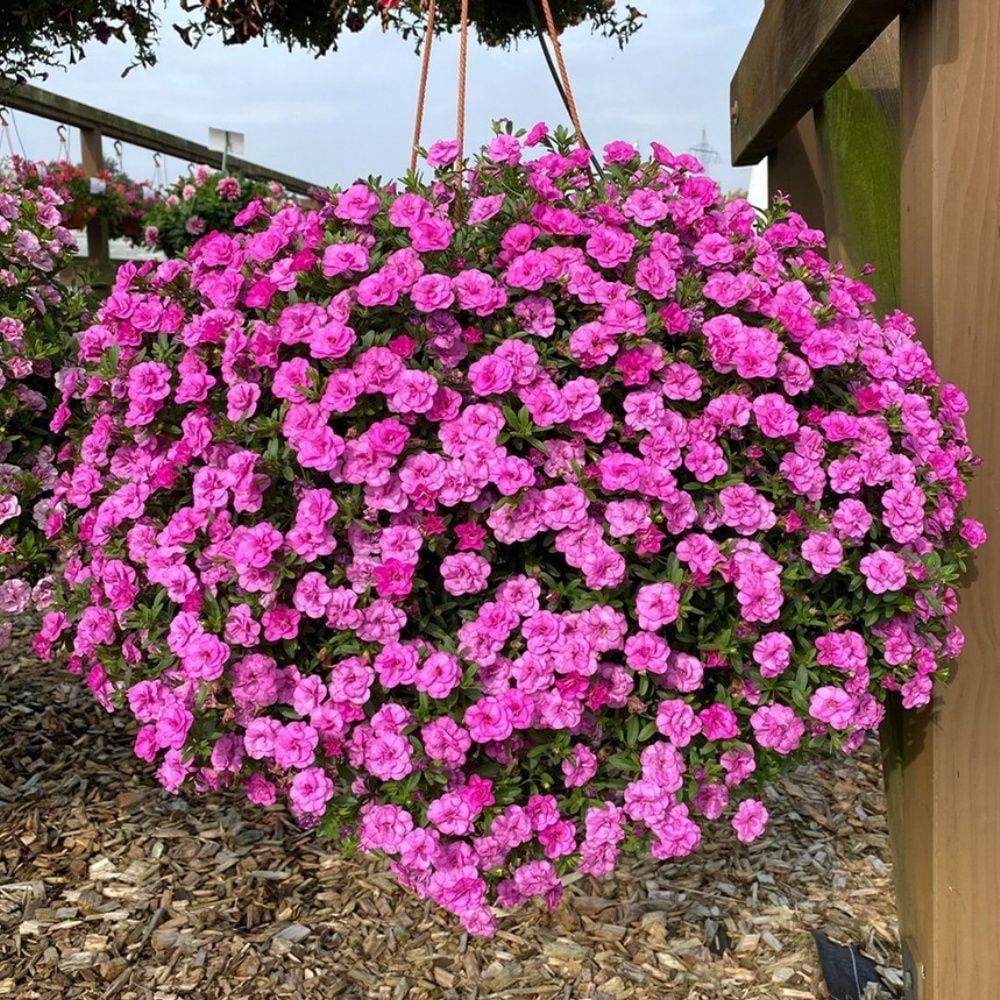 Calita Katmerli Double Rosy Milyonlar Çanı Calibrochoa Çiçeği Fidesi (10 Fide)