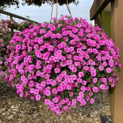 Calita Katmerli Double Rosy Milyonlar Çanı Calibrochoa Çiçeği Fidesi (10 Fide)