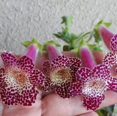 Özel Tür Maja Kohleria Japon Küpelisi Çiçeği Fidesi (Mini Potta)