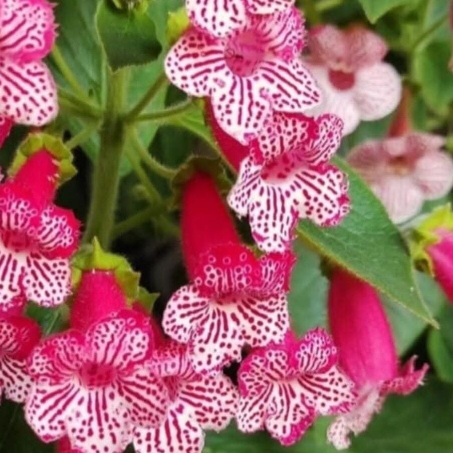 Özel Tür Frances Kohleria Japon Küpelisi Çiçeği Fidesi (Mini Potta)