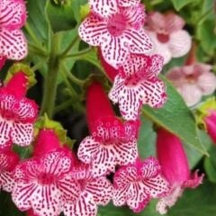 Özel Tür Frances Kohleria Japon Küpelisi Çiçeği Fidesi (Mini Potta)