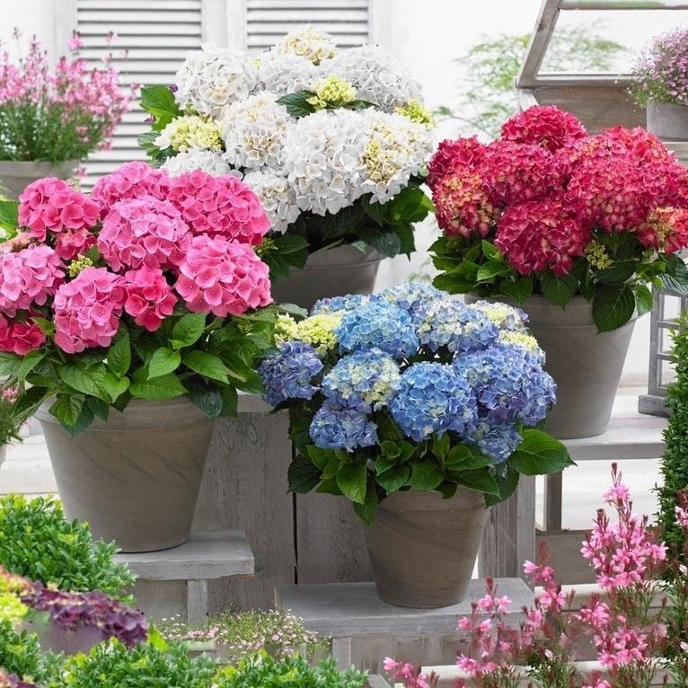 Karışık Mix XL Dev Çiçekli Ortanca Çiçeği Fidesi (10 Fide)