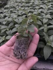 Özel Tür Nadir Peachy XXL Dev Çiçekli Küpe Çiçeği Fidesi (1 Adet)