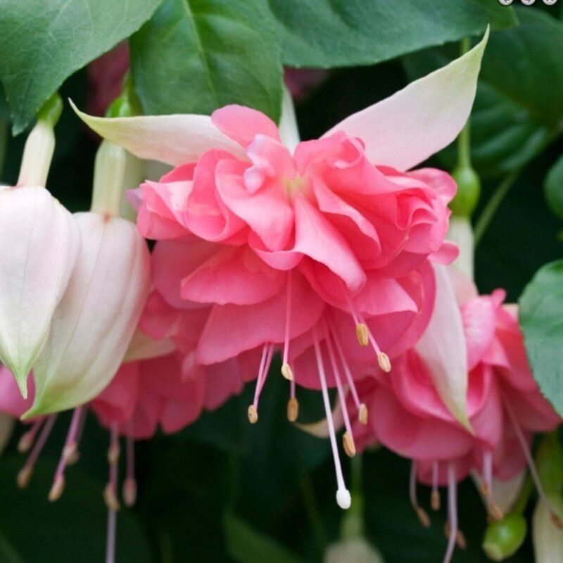 Özel Tür Nadir Peachy XXL Dev Çiçekli Küpe Çiçeği Fidesi (1 Adet)