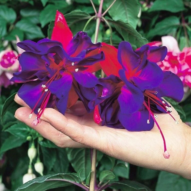 XXL Dev Çiçekli Vodoo Küpe Çiçeği Fidesi (1 Fide)