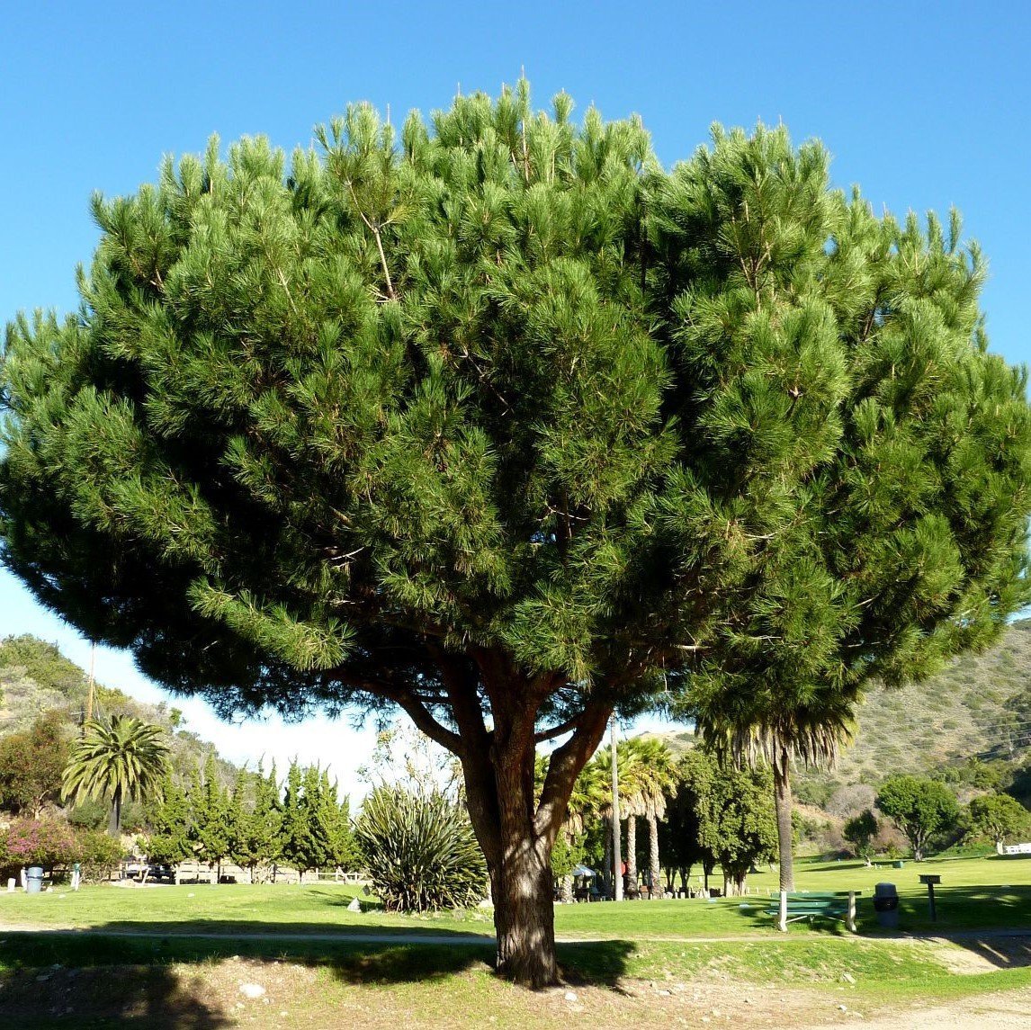 Tüplü Fıstık Çamı (Pinus Pinea) Fidanı