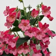 Özel Tür Manchu Kohleria Japon Küpelisi Çiçeği Fidesi (Mini Saksıda)