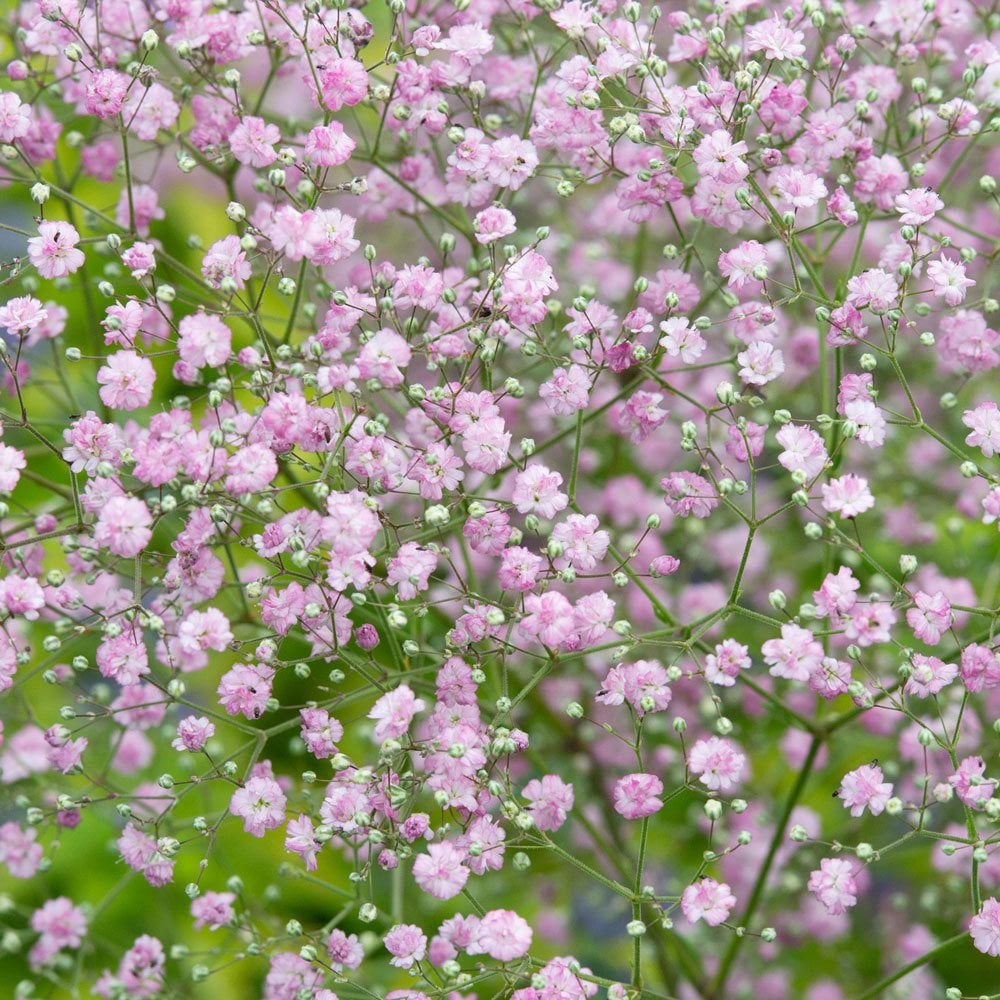 Pembe Bahar Yıldızı Çiçek Tohumu (500 tohum)