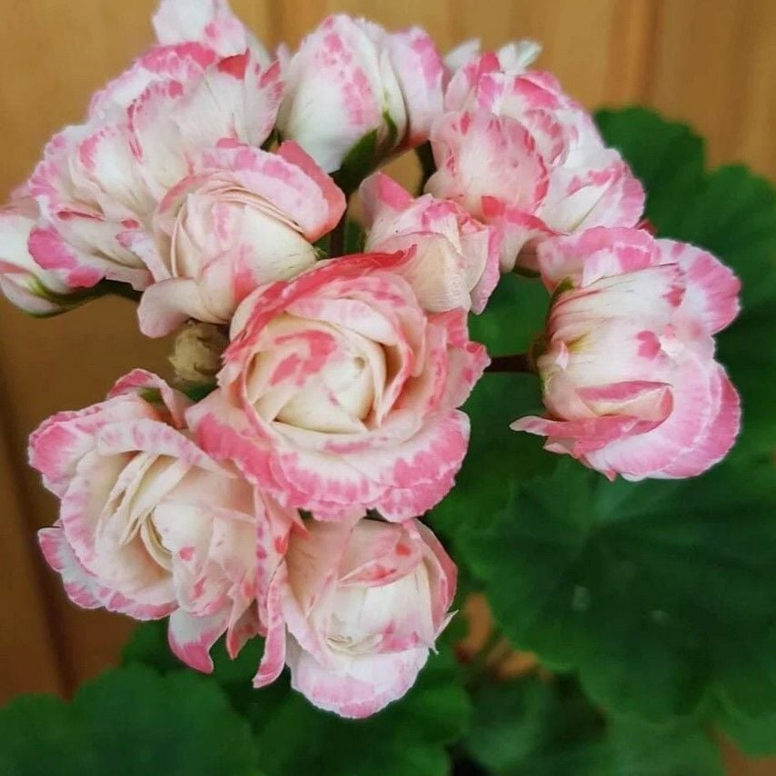 Özel Tür Denise Appleblossom Gül Sardunya Çiçeği Fidesi (1 Adet)