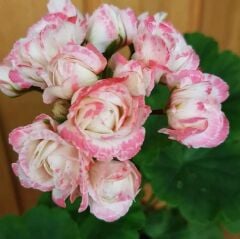 Özel Tür Denise Appleblossom Gül Sardunya Çiçeği Fidesi (1 Adet)